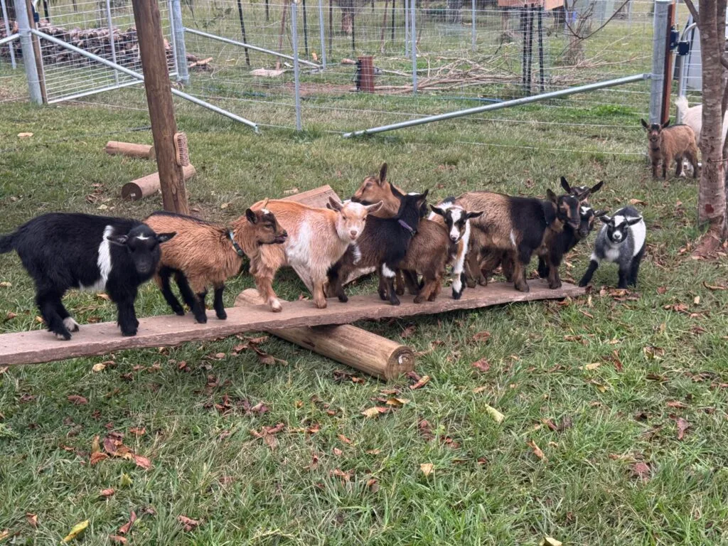 Nigerian Dwarf Dairy Goat Kids playing on a see-saw