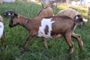 Nigerian Dwarf Dairy goat doe in the paddock