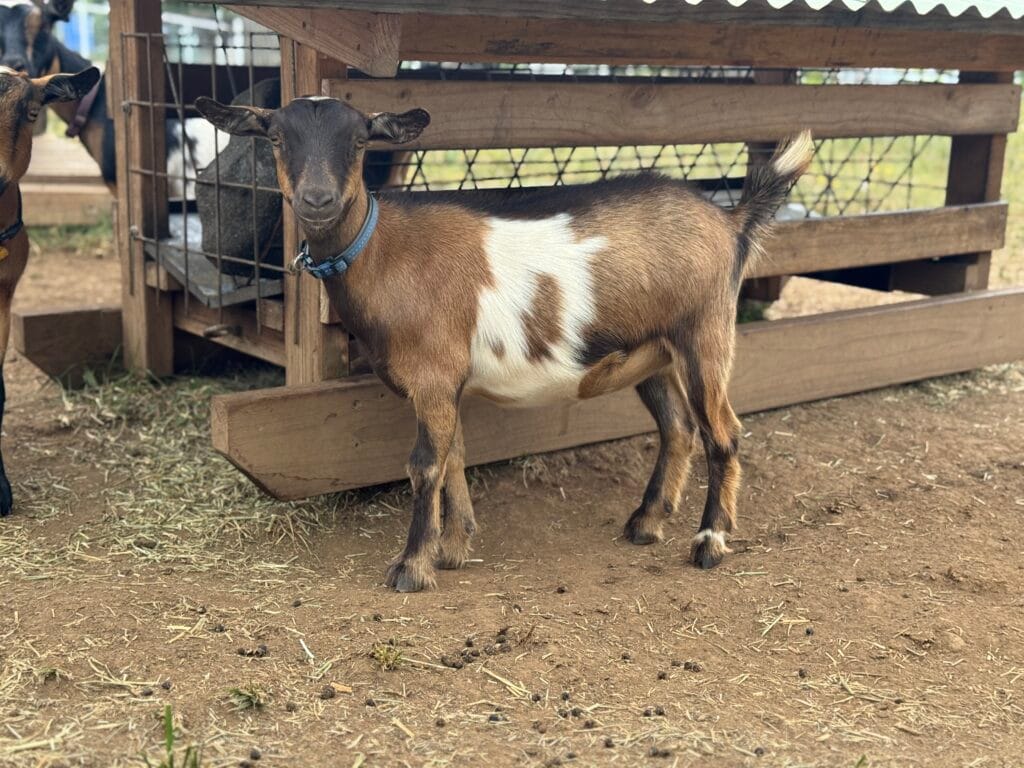 IMG_5793 Nigerian Dwarf Dairy Goat posing in front of feeder