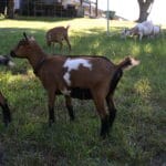 A chamoisee with white nigerian dwarf doeling