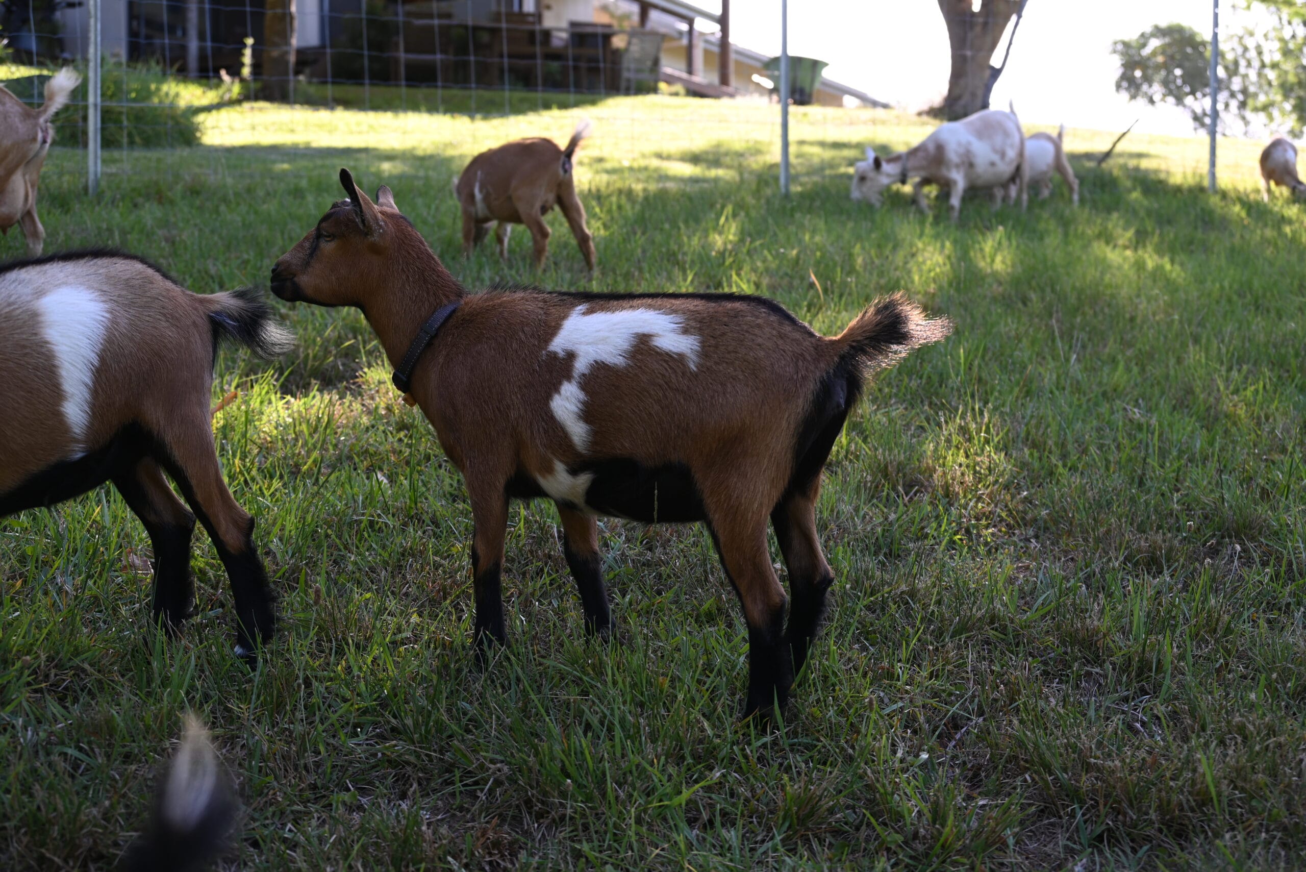 A chamoisee with white nigerian dwarf doeling