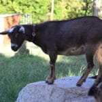 A brown buckskin Nigerian Dwarf Dairy goat doe with frosting