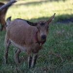 A caramel nigerian dwarf dairy goat doe