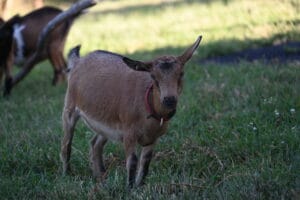 A caramel nigerian dwarf dairy goat doe