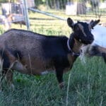 A buckskin nigerian dwarf dairy goat doe