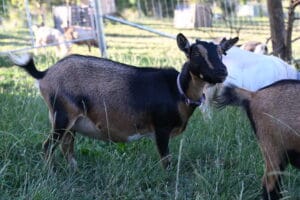 A buckskin nigerian dwarf dairy goat doe