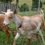 A recessive red nigerian dwarf doe
