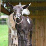 A tiny nigerian dwarf doeling