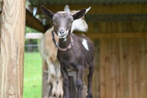 A tiny nigerian dwarf doeling