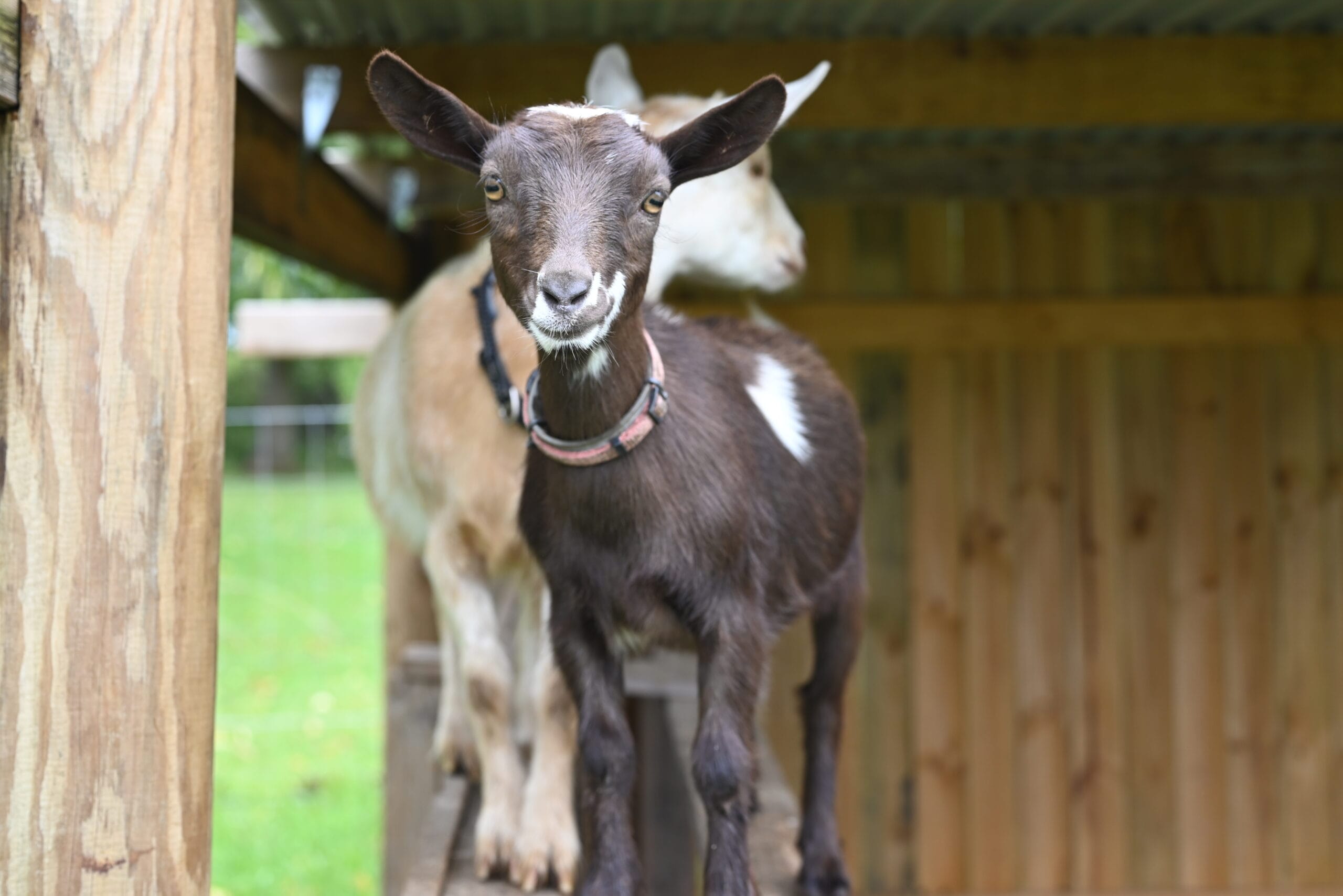 A tiny nigerian dwarf doeling
