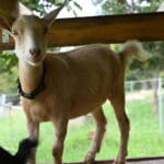 Gold Nigerian Dwarf Doeling