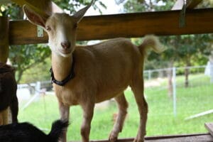 Gold Nigerian Dwarf Doeling