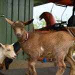 Cute Nigerian Dwarf doeling