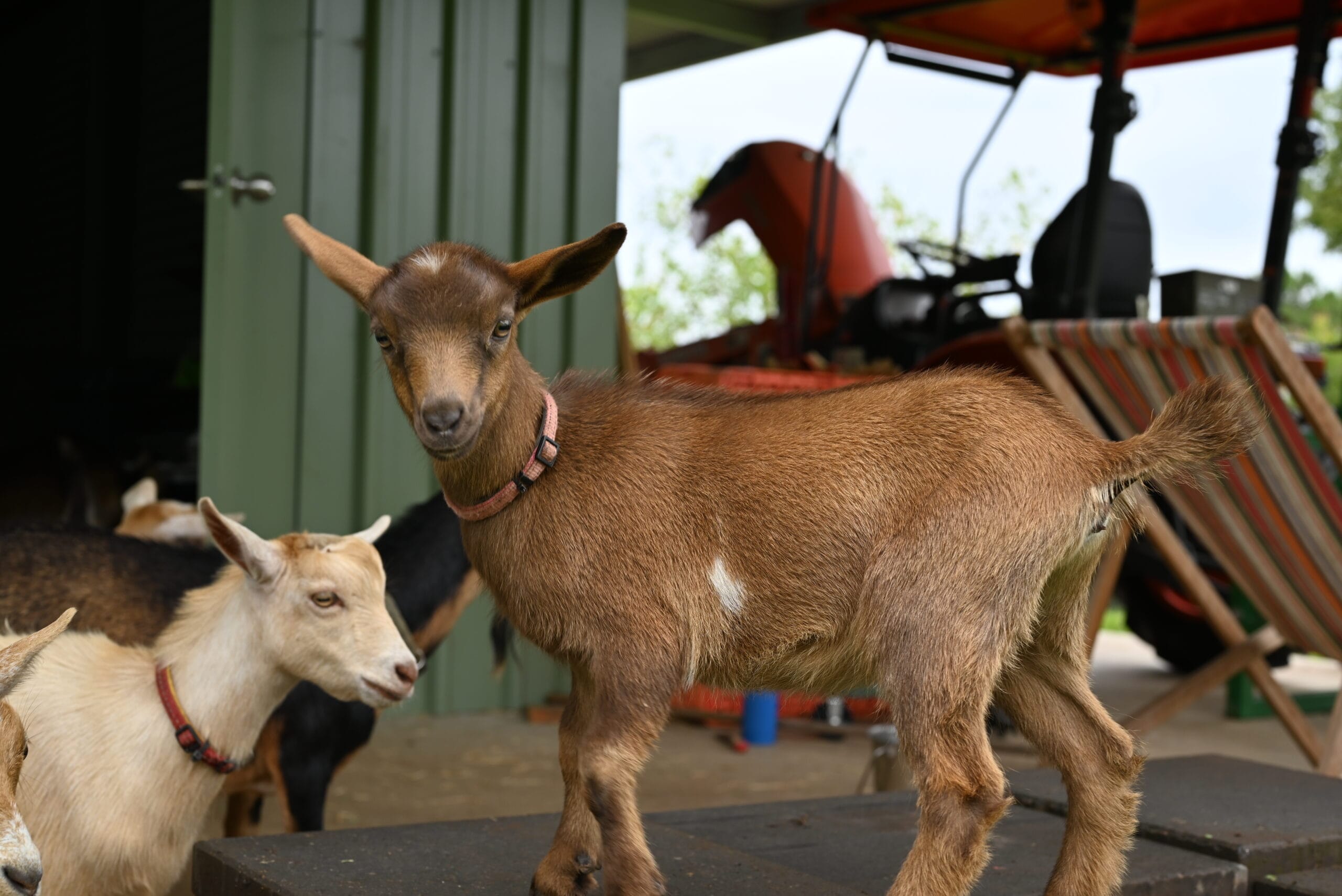 Cute Nigerian Dwarf doeling