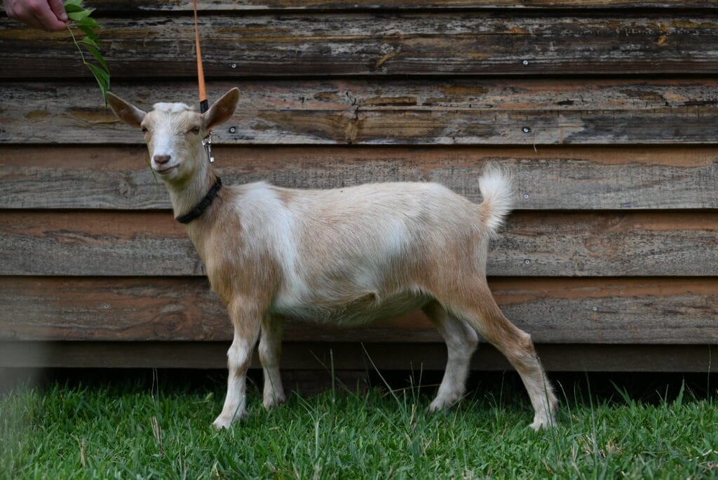 DSC_3280 Gold and White Nigerian Dwarf Dairy Doe