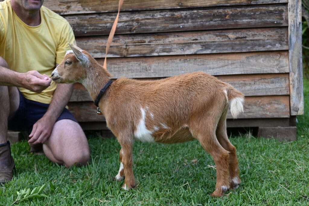DSC_3293 Deep Gold Nigerian Dwarf Dairy Goat Doe