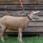 Gold with roaning and frosting Nigerian Dwarf dairy goat doe