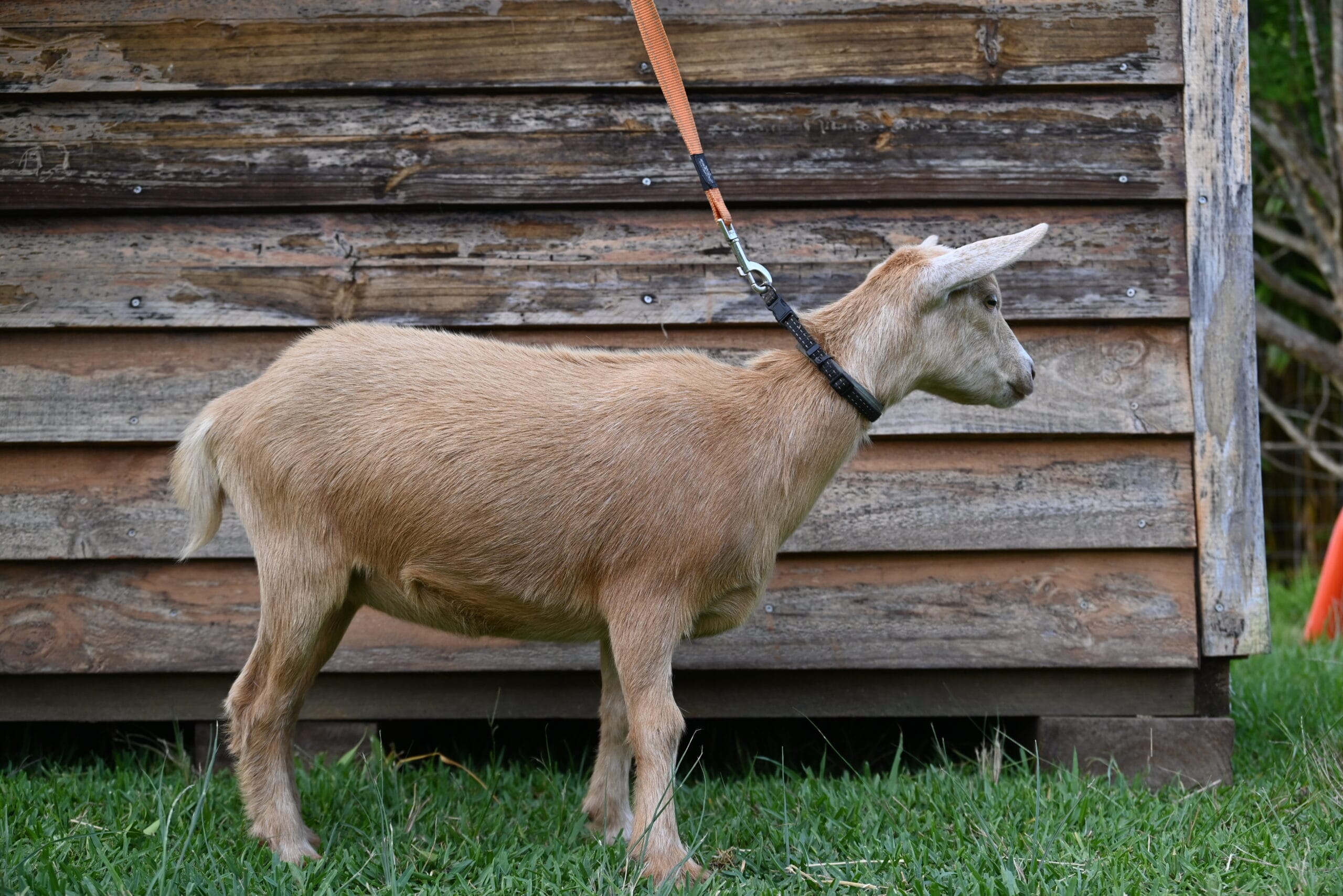 Gold with roaning and frosting Nigerian Dwarf dairy goat doe