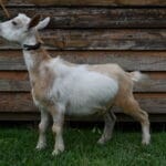 Gold and White Nigerian Dwarf doe