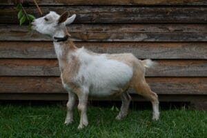 Gold and White Nigerian Dwarf doe