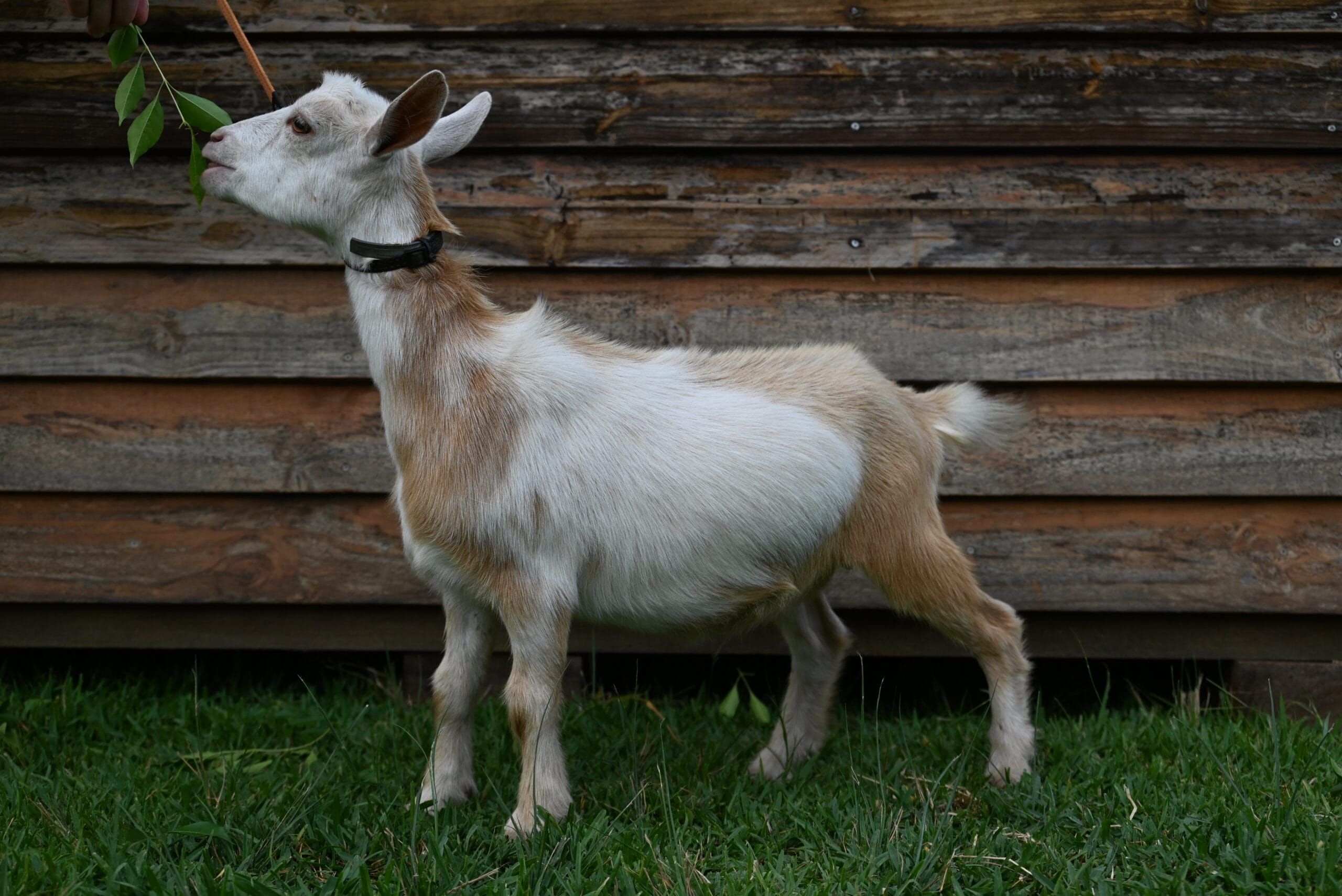 Gold and White Nigerian Dwarf doe