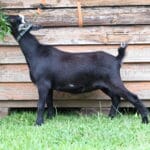 Black Nigerian Dwarf Doe