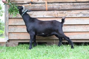 Black Nigerian Dwarf Doe