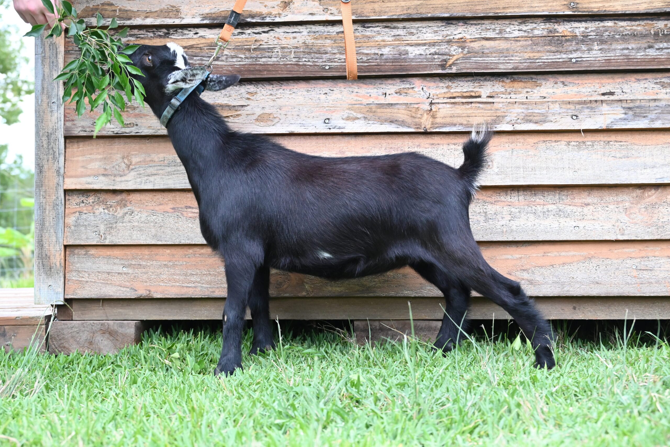 Black Nigerian Dwarf Doe