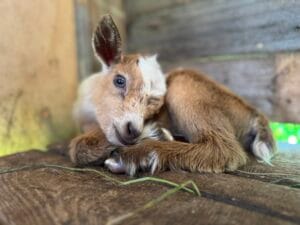 A gorgeous Nigerian Dwarf kid snuggled up