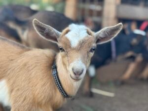 A smiling cute Nigerian Dwarf Doe
