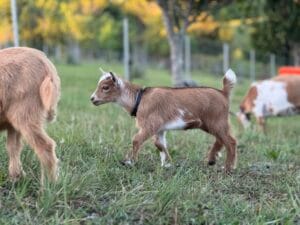 A Nigerian Dwarf kid in the paddock