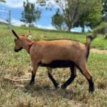 A chamoisee Nigerian Dwarf Dairy goat doe