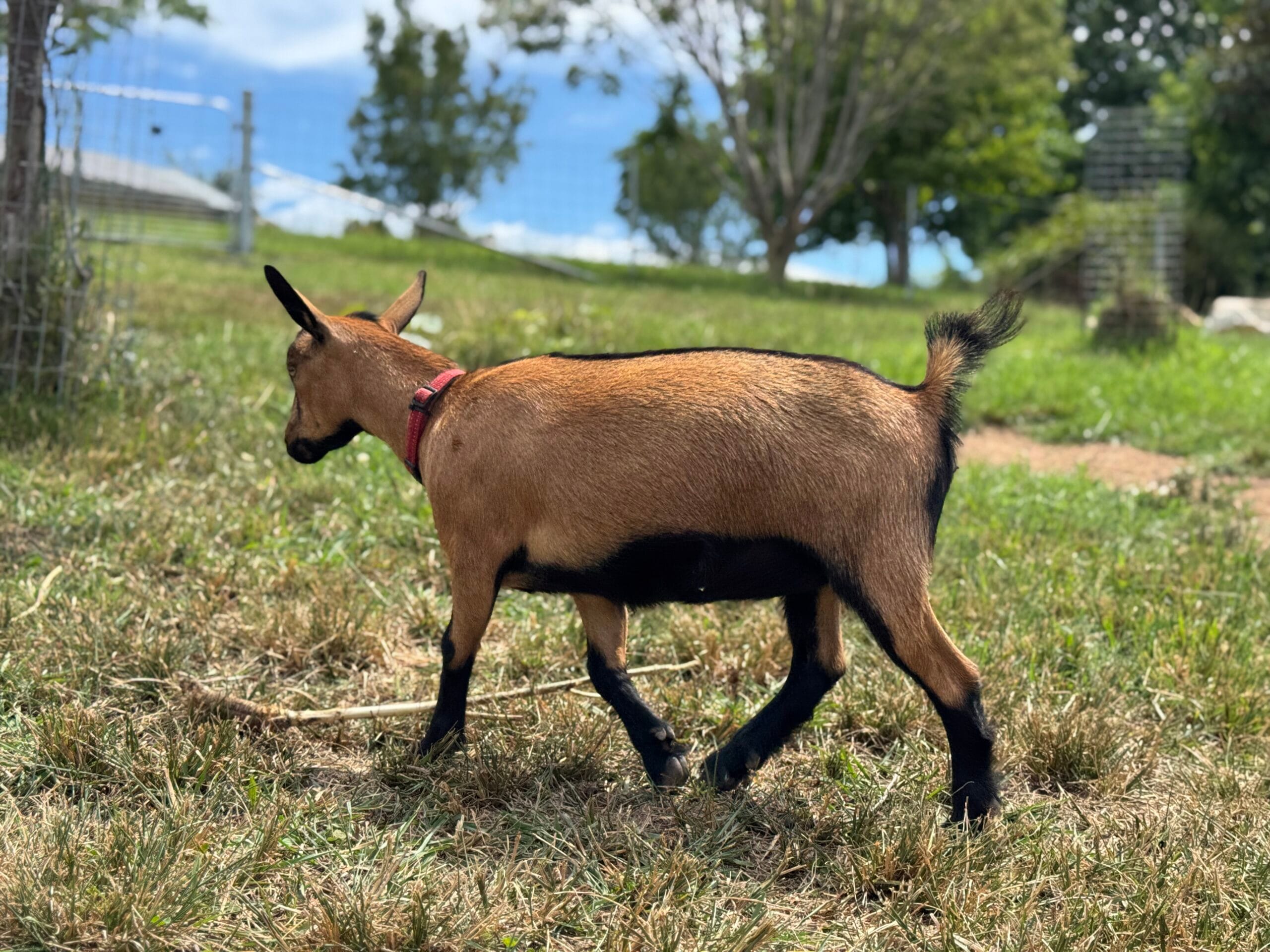 A chamoisee Nigerian Dwarf Dairy goat doe